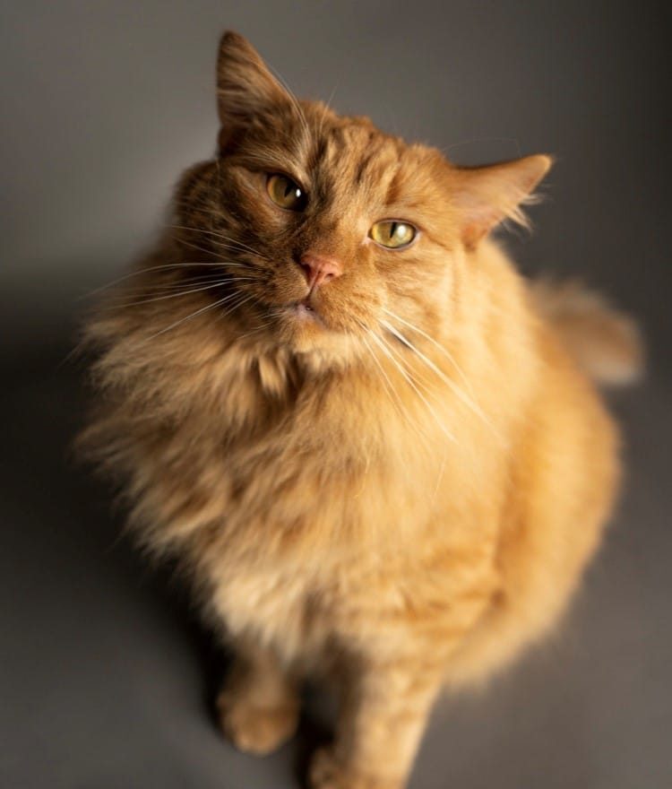 Chat - Azrael