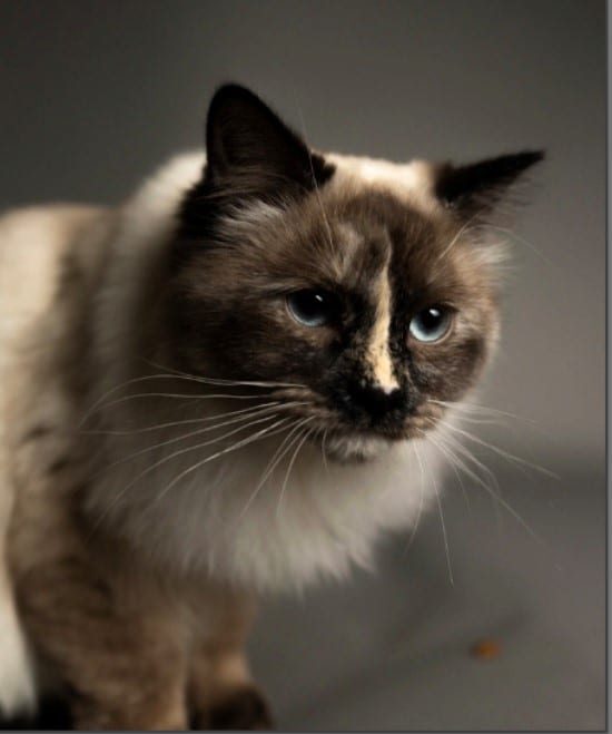 Chat - Hope