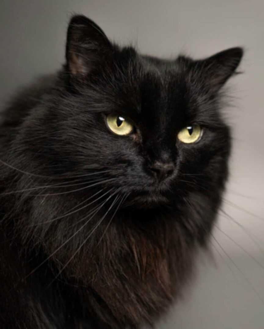 Chat - Janis